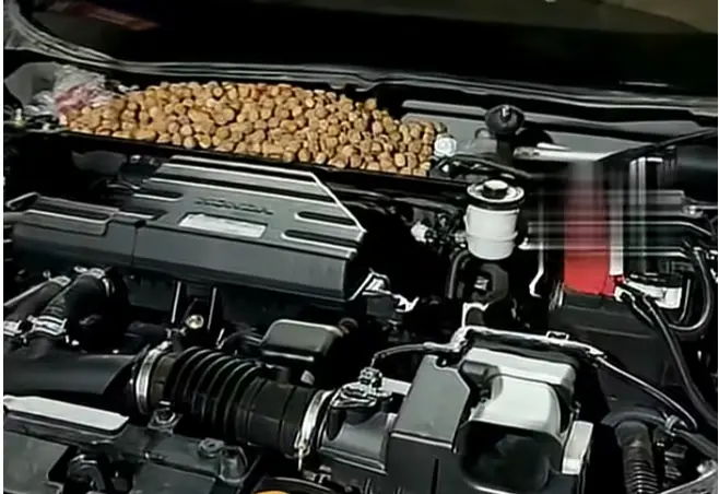Hiinas leiti autost 18 kilogrammi sarapuupähkleid