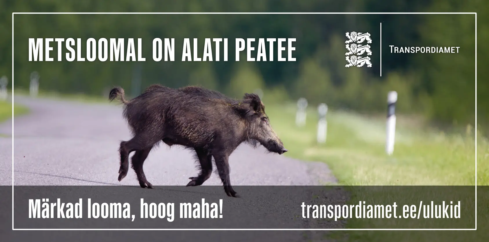 Transpordiameti kampaania hoiatab metsloomade eest