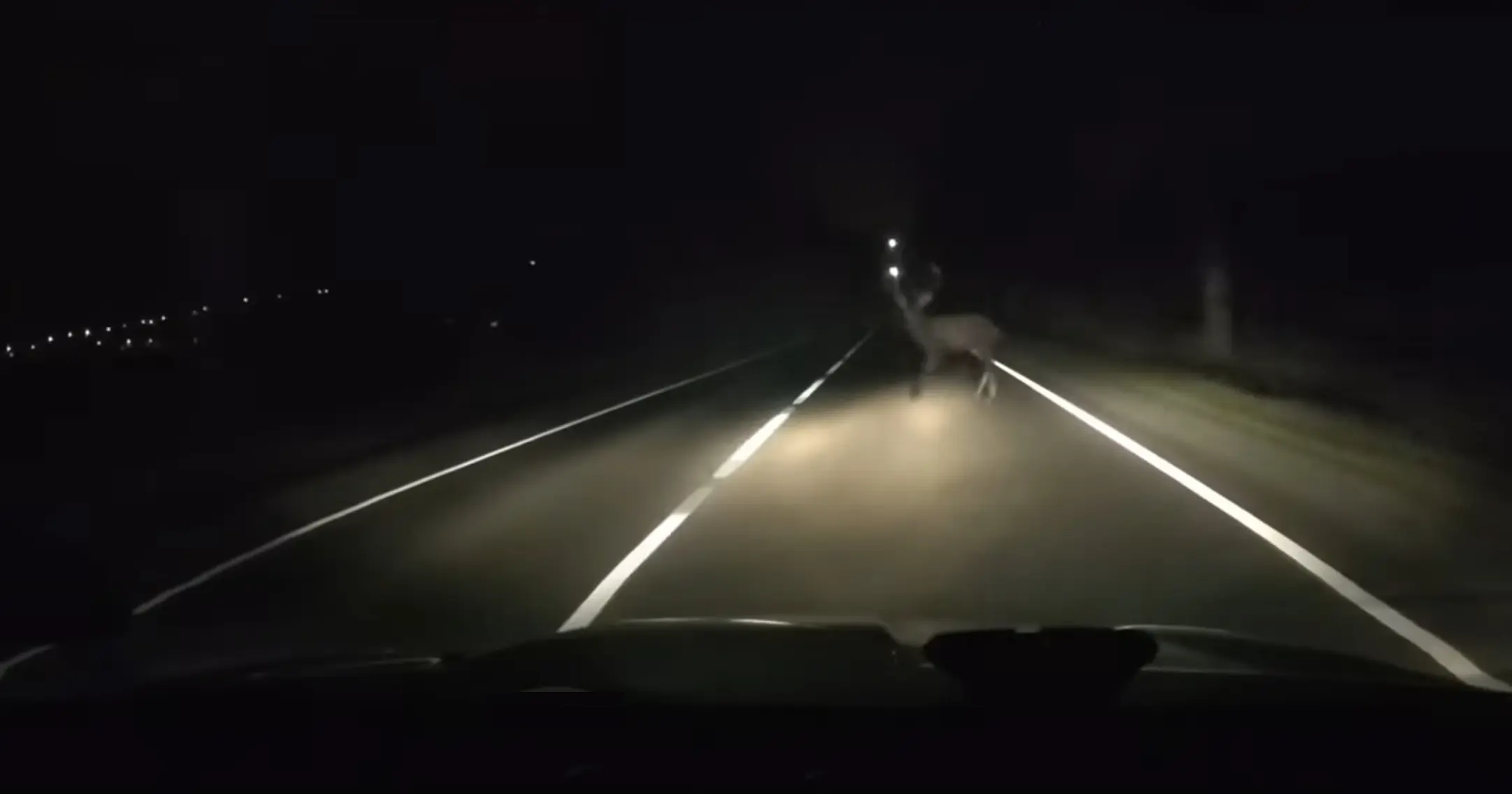 Just nii palju jääbki sul aega reageerimaks teele jooksnud metsloomale