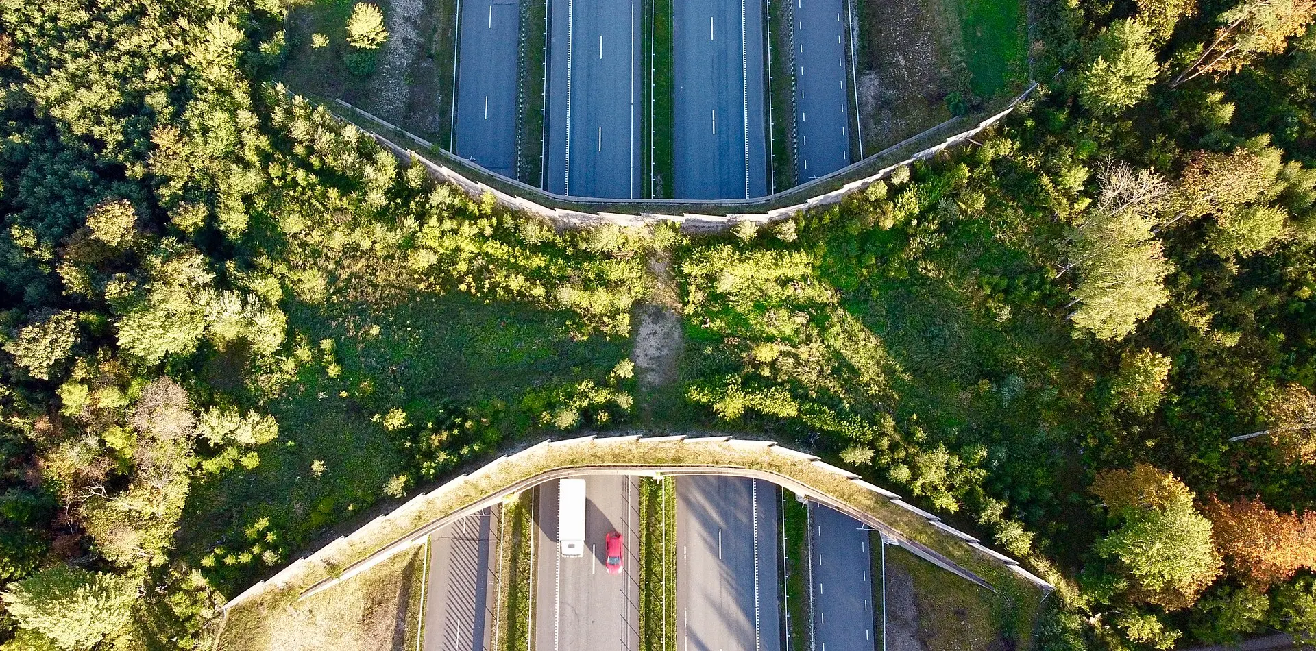 Metsloomad harjuvad ökoduktidega