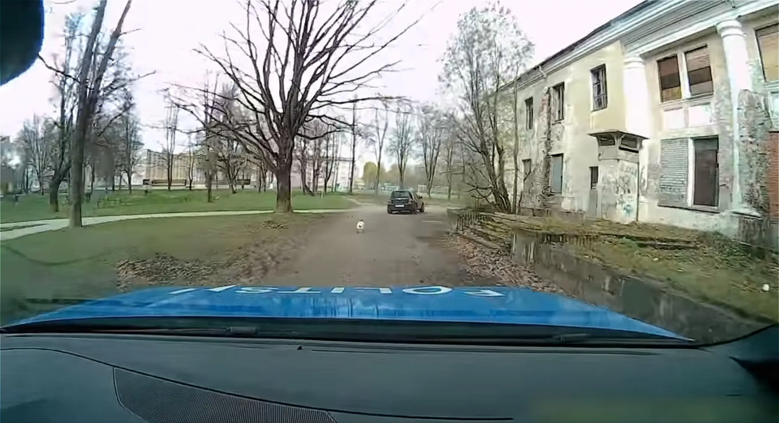 Narvas toimunud juhtimisõiguseta roolijoodiku tagaajamisega liitus koer