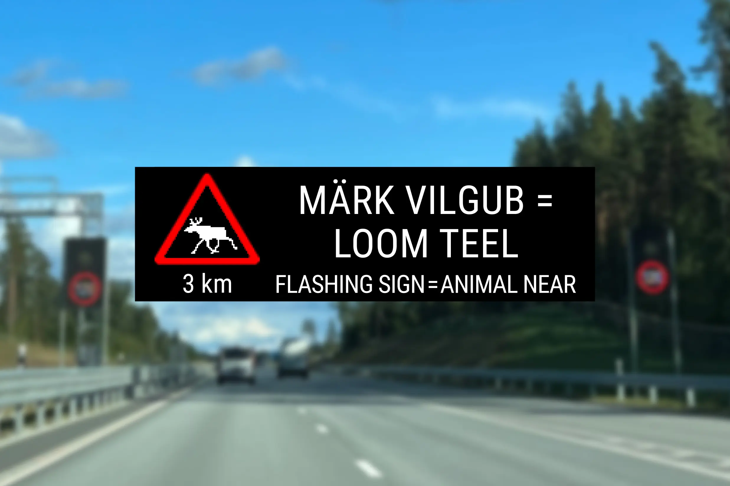 Tähelepanu! Sügisel kohtab teedel rohkem metsloomi!